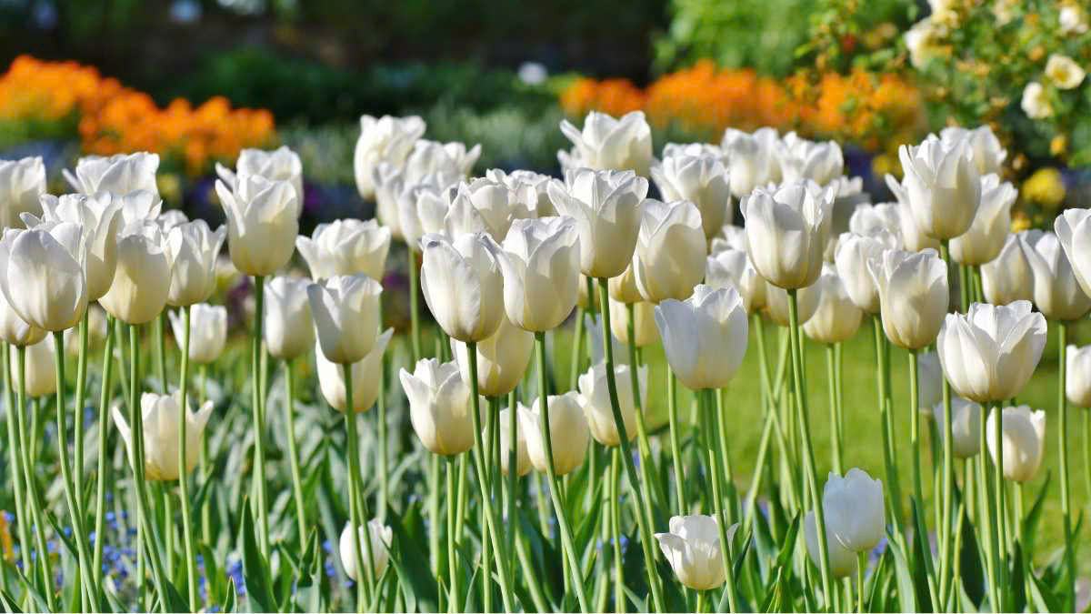 Cảnh sắc hoa tulip trắng làm mới không gian máy tính