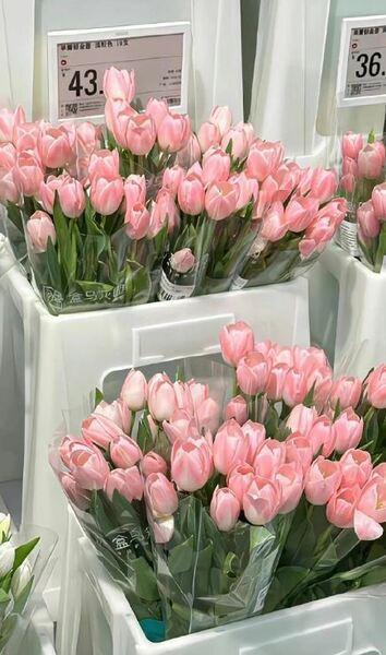 Hình nền điện thoại hoa tulip đẹp mắt nở rộ