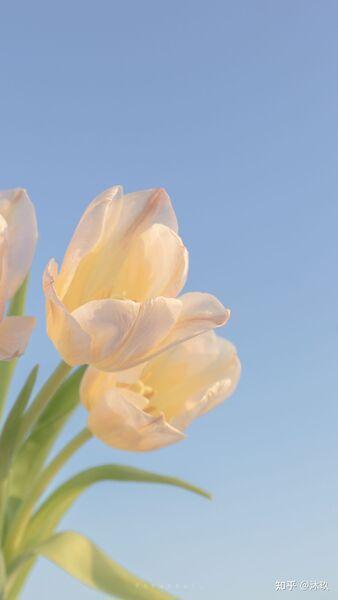 Hình nền điện thoại mùa xuân với hoa tulip tràn đầy sức sống