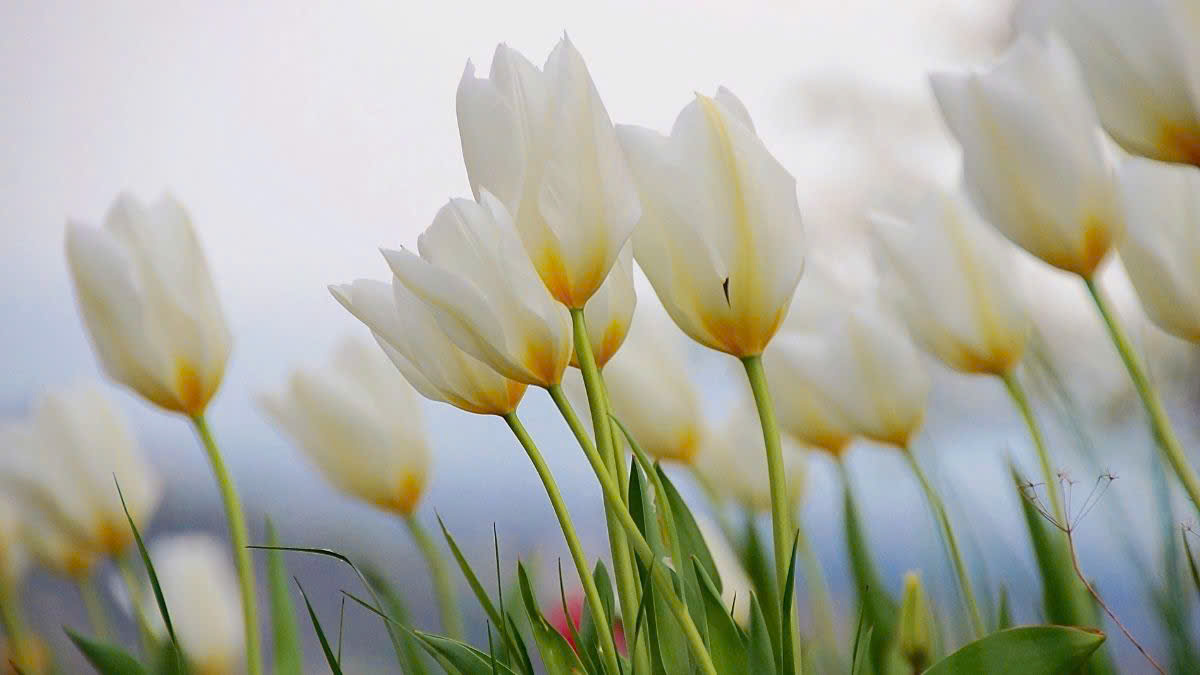 Hình nền hoa tulip trắng đầy lãng mạn