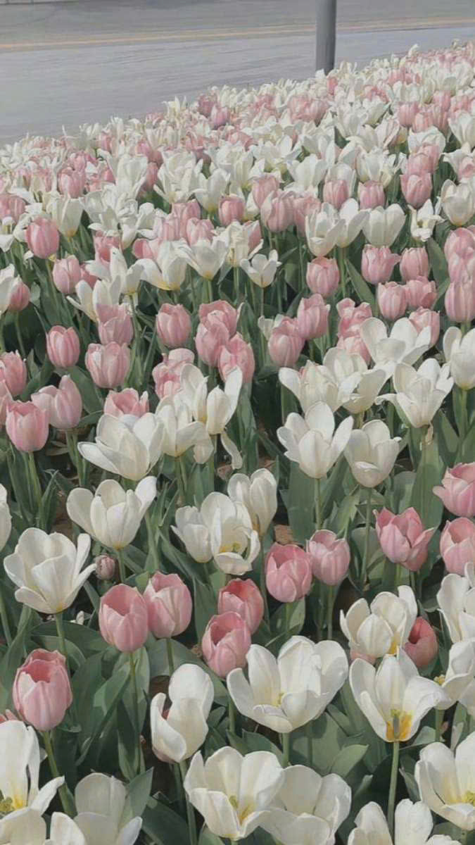 Hình nền hoa tulip trắng sáng rực rỡ cho điện thoại