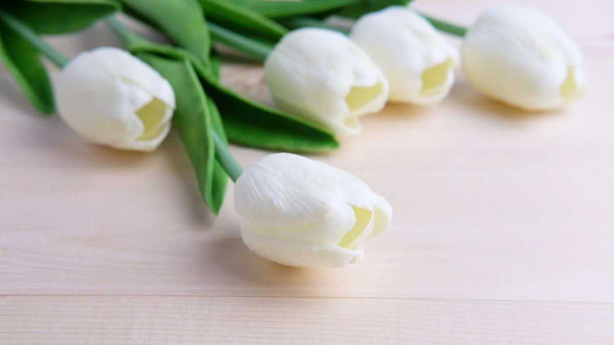 Hình nền hoa tulip trắng tạo không gian thư giãn cho máy tính