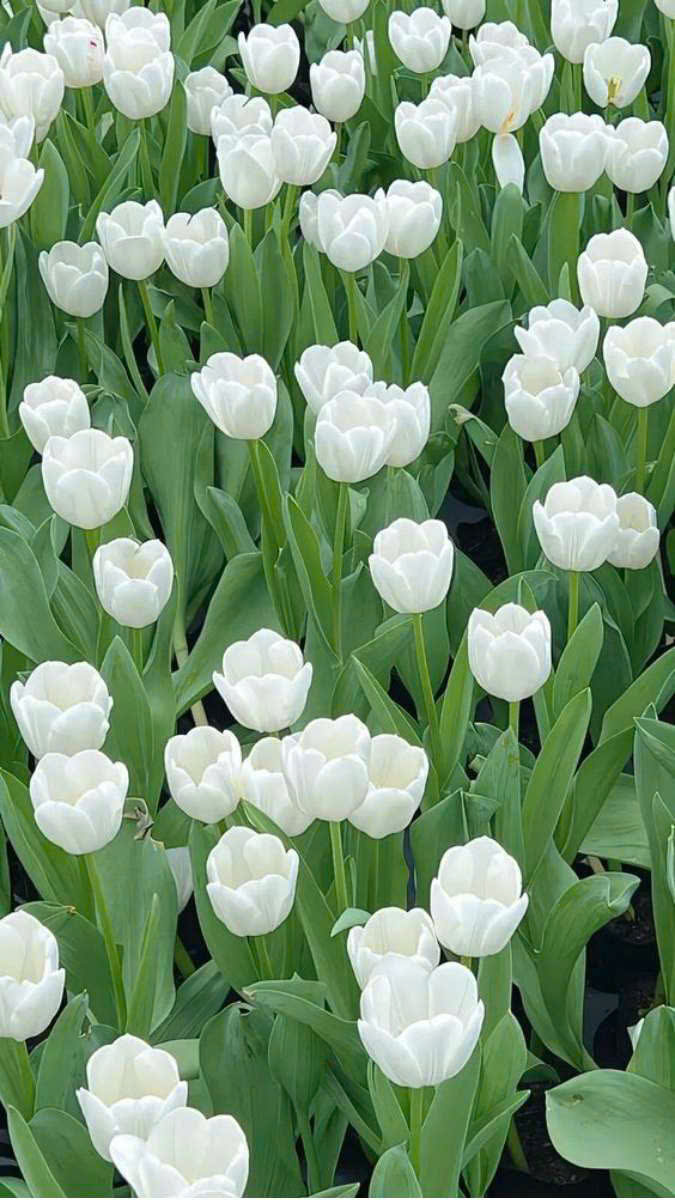 Hình nền hoa tulip trắng tinh khôi cho điện thoại