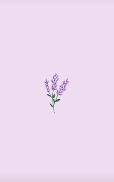 Hình nền màu tím họa tiết hoa lavender