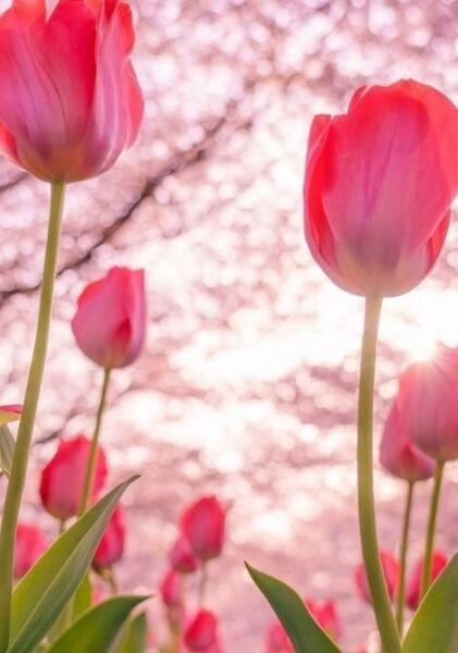 Màn hình điện thoại được làm đẹp bởi hoa tulip hồng