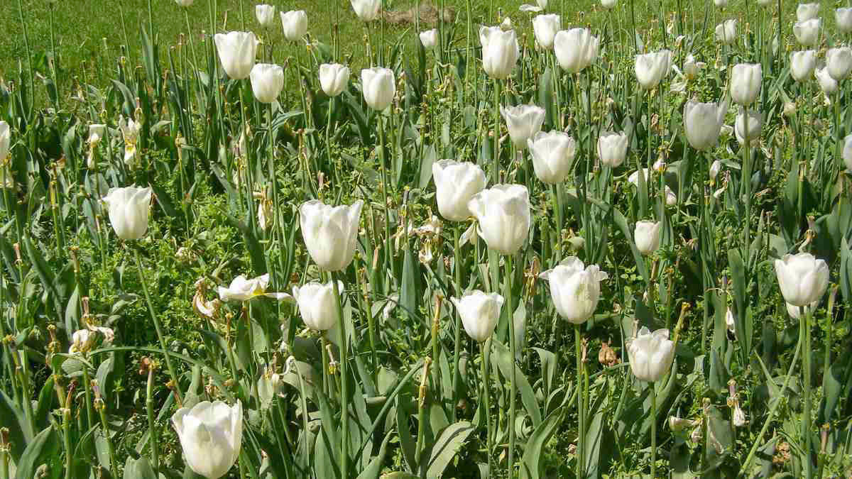 Màu trắng hoàn hảo của hoa tulip trong vườn hoa